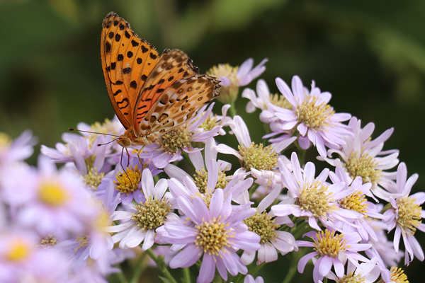 シオンとツマグロヒョウモン