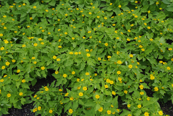 メランポディウム（ミリオンゴールド）