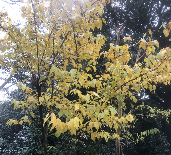 20231212_IMG_3634_ロウバイ