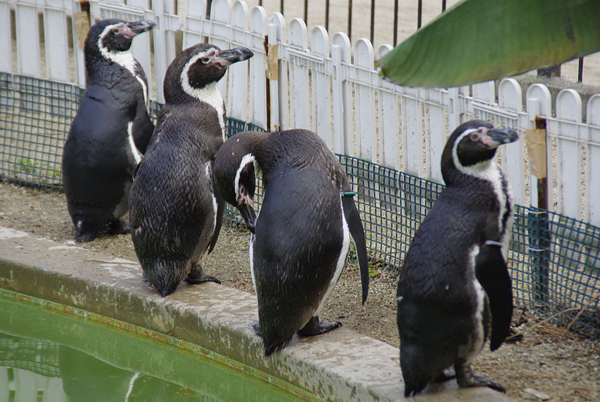 京都東山動物園で